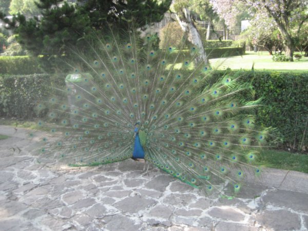 Peacock at Museo Dolores Olmedo