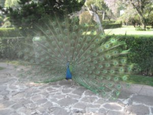 Peacock at Museo Dolores Olmedo