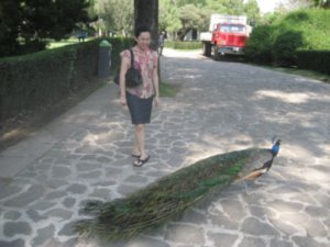 Grace and a peacock