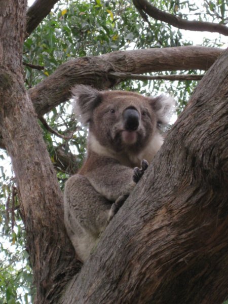 wilde koalas