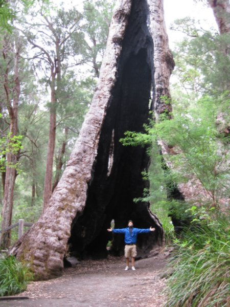 giant tingle tree