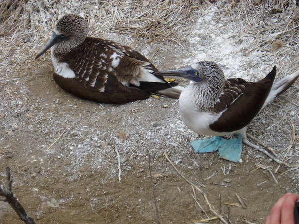 The Blue-Footed Boobie
