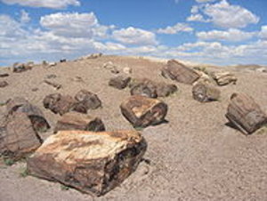Petrified Wood strewn across the landscape.