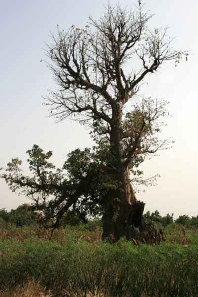198 Baobab Tree IMG 0039