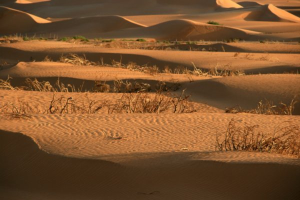 255 Dunes N of Nouakchott IMG 0017