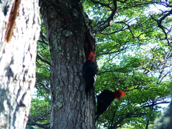 Crazy Woodpeckers