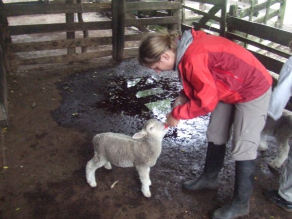 Chrissy feeding one of the orphan lambs