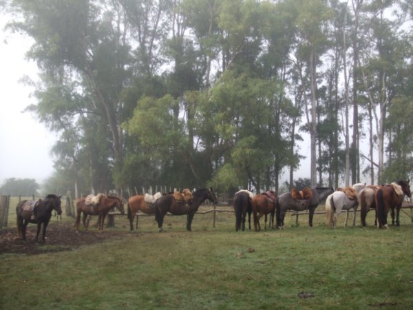 Working horses resting