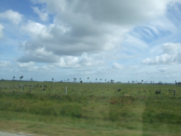 Palm trees and cattle, the view from the taxi going to Castillo