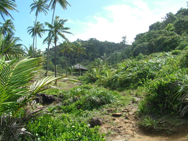 Lush Jungle Path