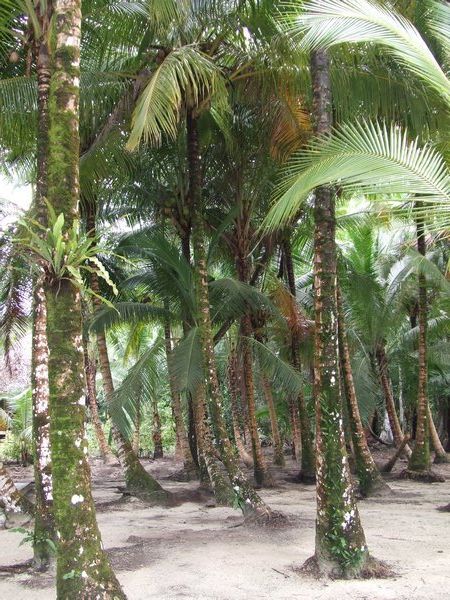 Love Palm Trees