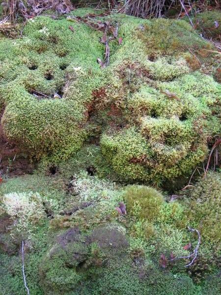 smiley faces in moss