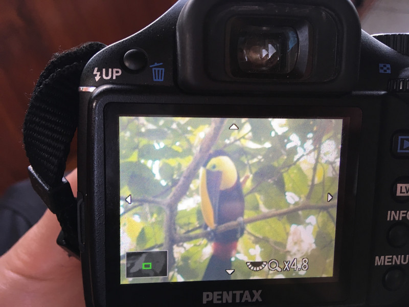 Better toucan pictures coming!