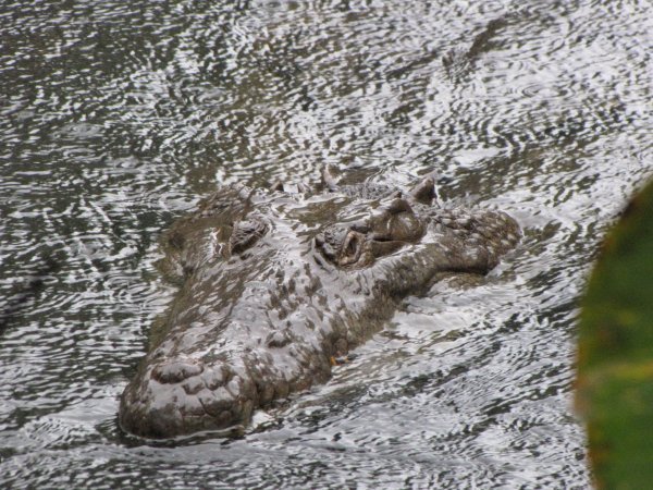 Local Croc
