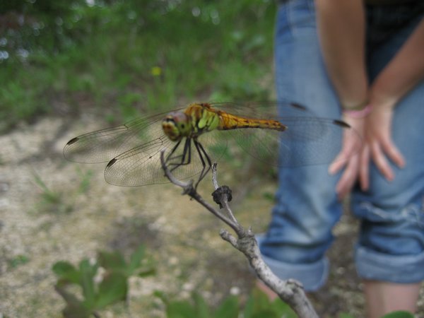 My dragonfly friend
