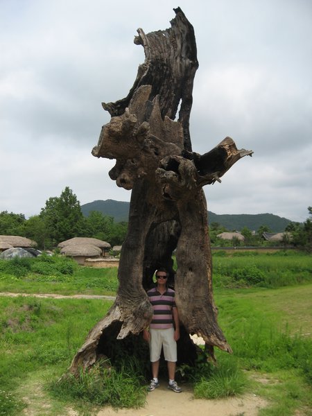 Hollow Tree Stump
