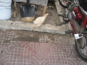 Street Chicken