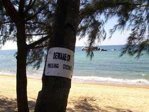 Beware of falling coconuts!