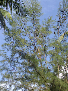Bats nesting in a tree