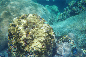 Coral on one of the snorkelling stops