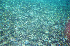 Reef shark swimming below us