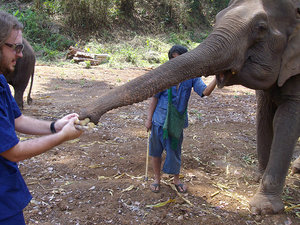 Lee feeding an elephant sugar cane