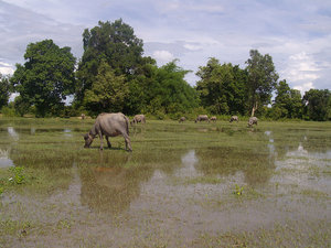 Buffalos in the rice fields
