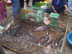 A fish stall in Battambang market