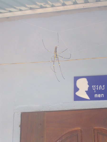 Enormous spider outside the toilets of the restaurant we had lunch in