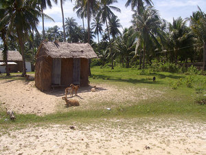 Goats hanging out by the "toilet" on Koh Russei