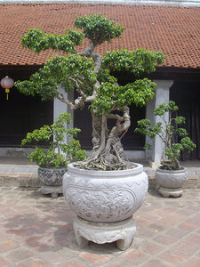 Funky bonsai trees at The Temple of Literature - Mark this photo's for you!