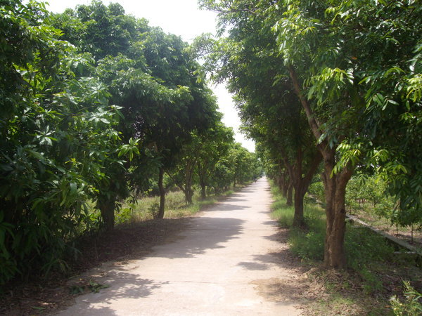 Walking up Logan Road near Thuan's house, so called because Logan trees line the path