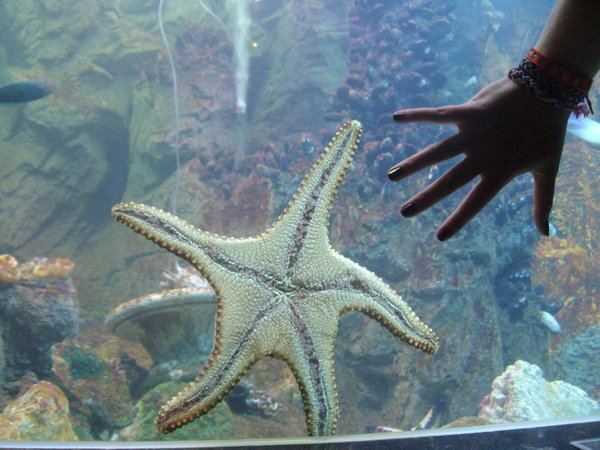 Huge starfish at Vinpearl aquarium