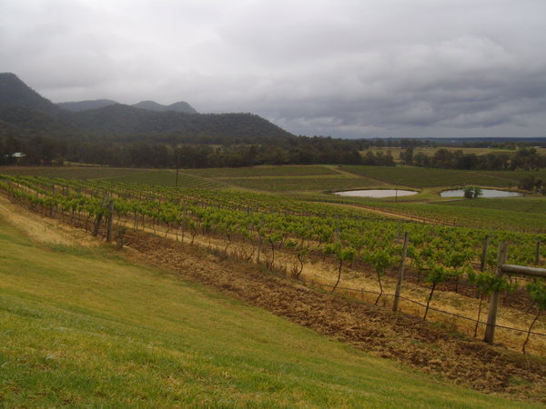Looking out over the Scarborough vines