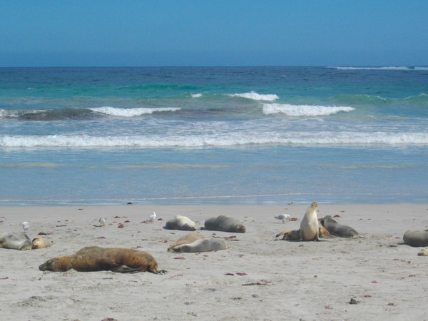 Seals chilling on the beach