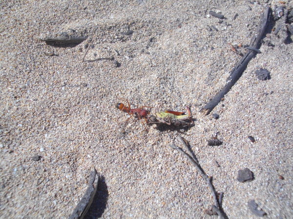 Huge ant dragging a dead cricket