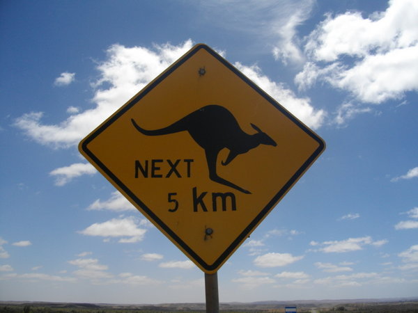 Kangaroos ahead