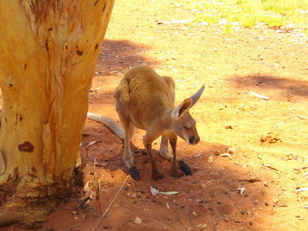 An orphaned baby kangaroo taken in by the truck stop owners