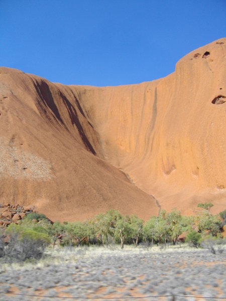 Uluru dwarfing the trees