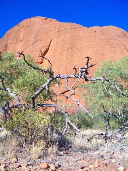 Cool looking Gum Tree at the base of one of the Kata Tjuta domes