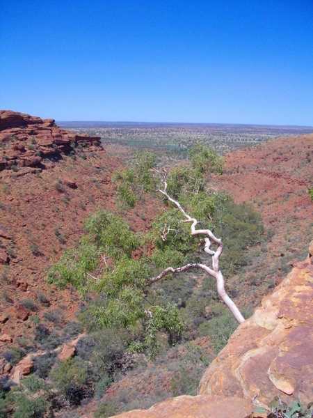 A hardy gum tree growing from the rocks on the rim of King's Canyon