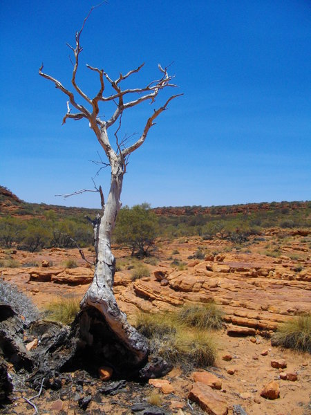 Lonely looking gum tree on the rim of King's Canyon