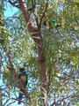 Parrots around our campsite in the morning