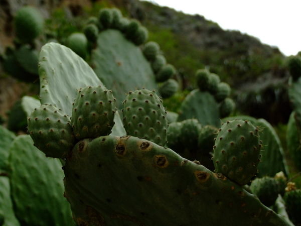 Plody kaktusu