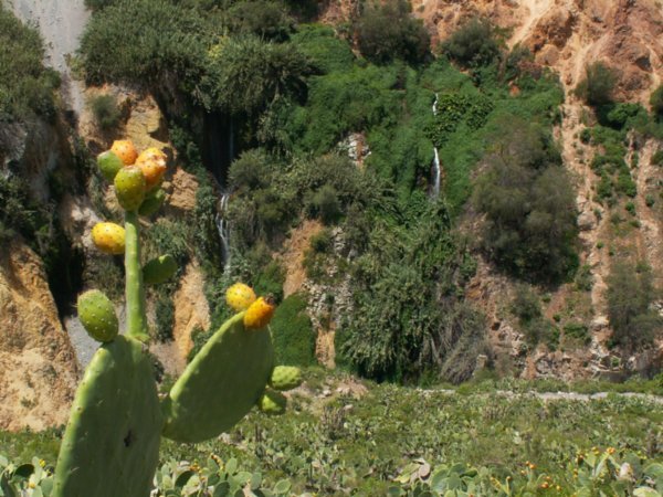 Kaktus s dozrievajucimi plodmi