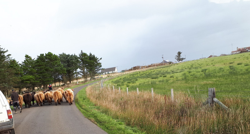 Highland Cattle Drive