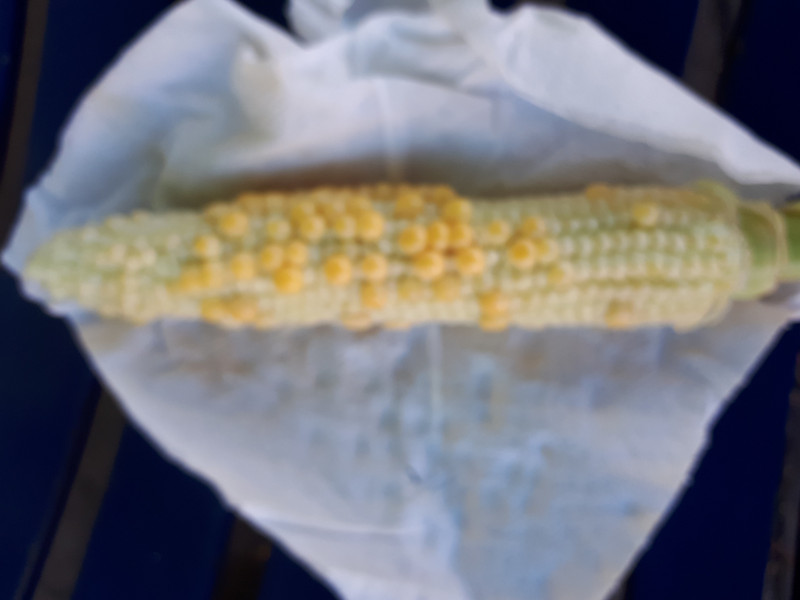 Second of Two Ears of Corn
