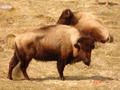 Bison Grazing on Kodiak