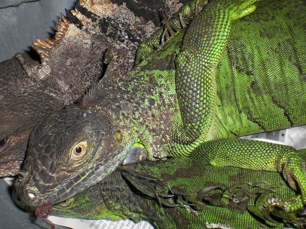 Winking Lizard/Iguana from Eva