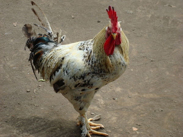 The Rooster, Elvis